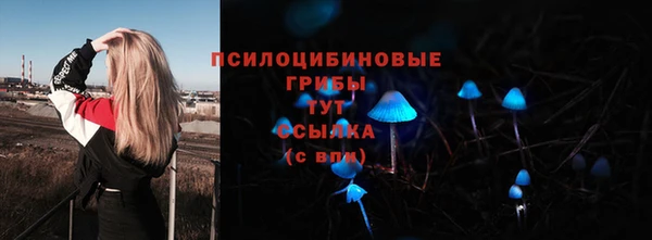стаф Ельня